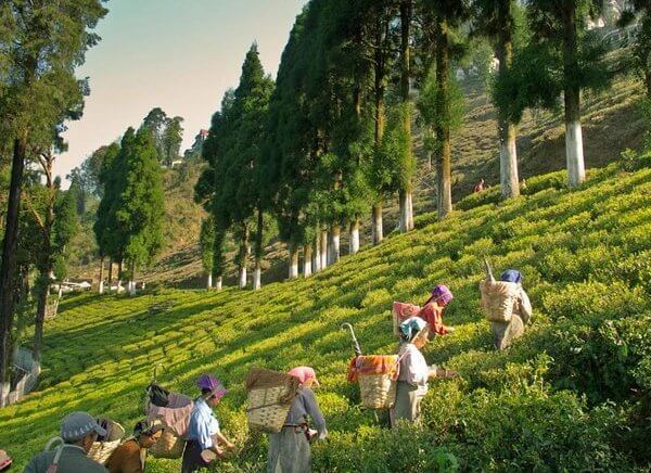 Darjeeling Tea