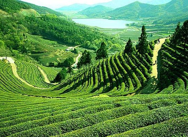 5 Days - Darjeeling Tour Packages