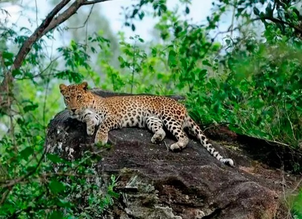 Chinnar Wildlife Sanctuary