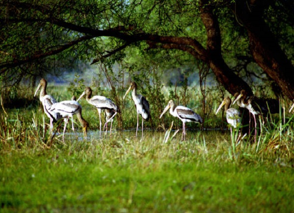 Mangalavanam Bird Sanctuary
