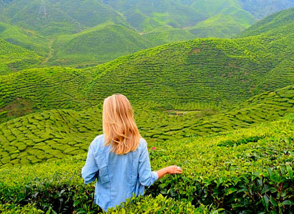 Munnar Tea Garden