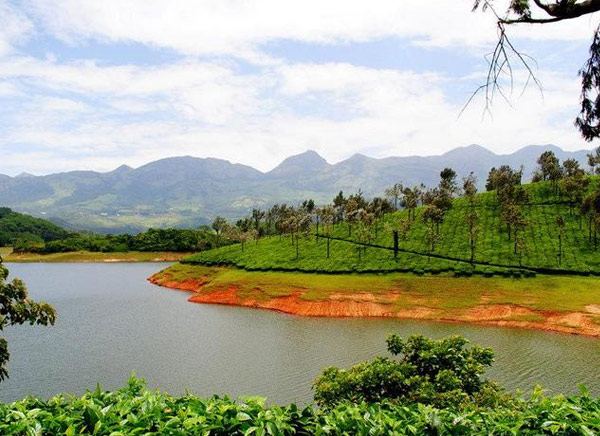 Munnar Tea Plantation