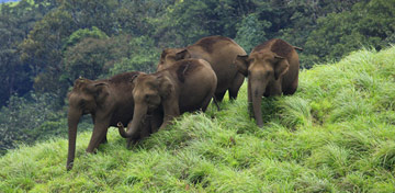 Popular Wildlife Sanctuaries in Kerala