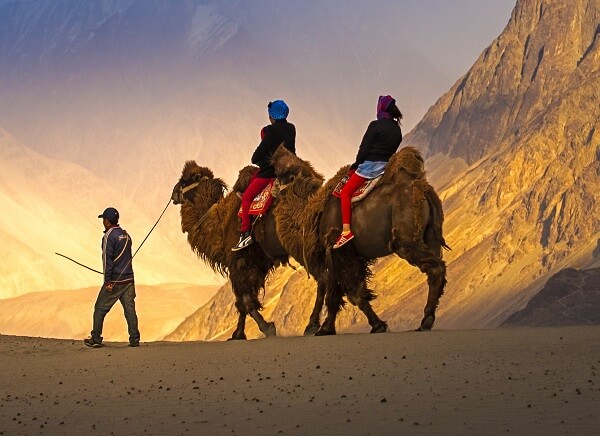 Camel Safari Ladakh