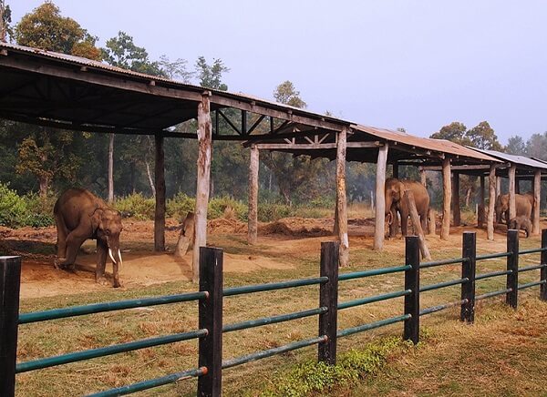 Elephant Breeding Center Nepal