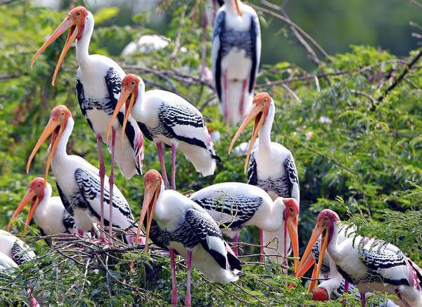 Bharatpur National Park
