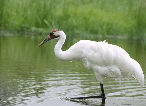Bharatpur Birds Watching
