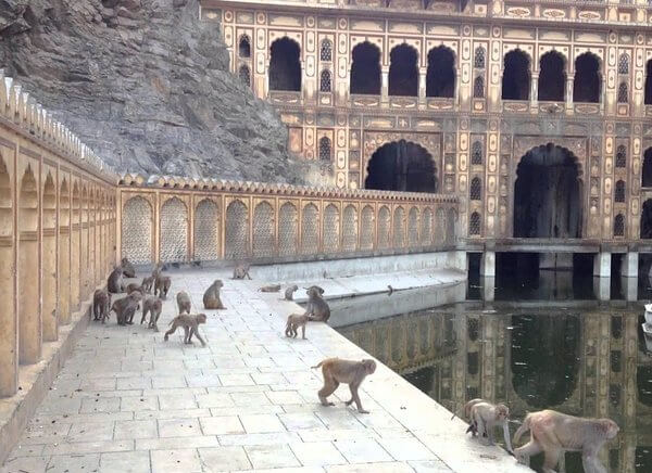 Jaipur Monkey Temple