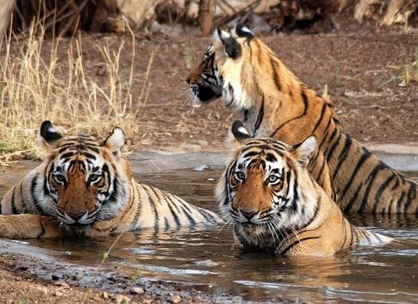 Jaipur Tiger Reserve