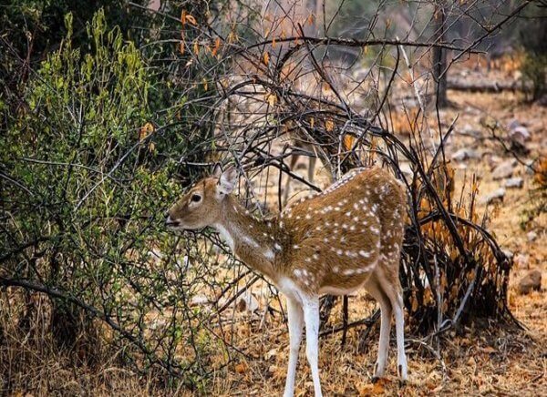 4 Days Sariska and Jaipur Tour