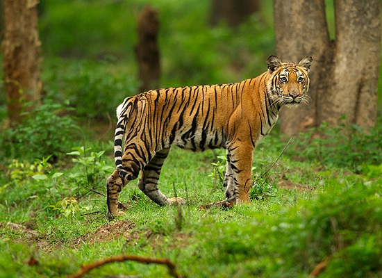 14 Days - Kerala Wildlife Holiday Package