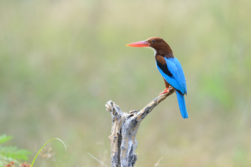 Bharatpur Bird Sanctuary