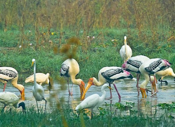 22 Days - India Jungle Tour with Cultural Holiday
