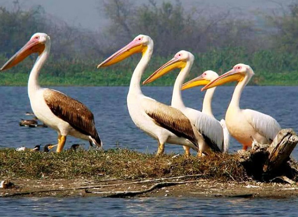 5 Days Bird Watching Tour India