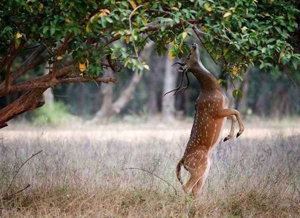 16 Days - Best of India Wildlife