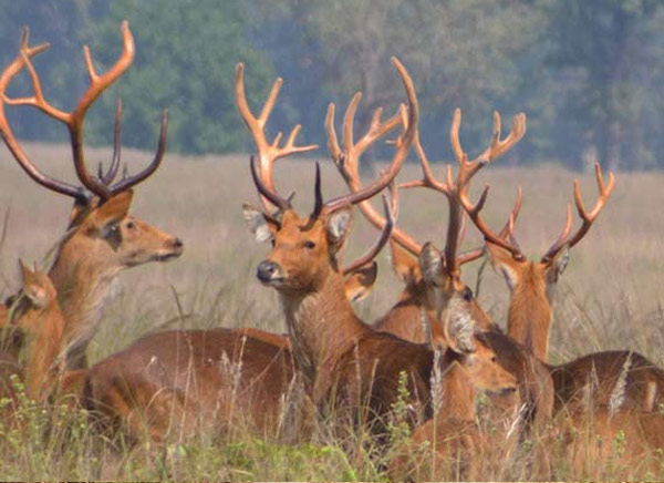 Kanha National Park