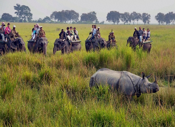 Kaziranga National Park Elephant Safari