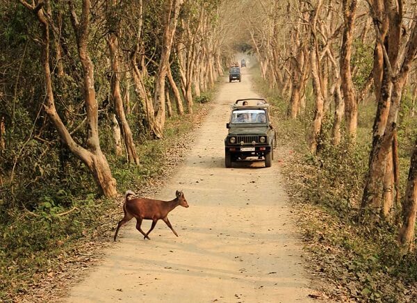 Kaziranga National Park