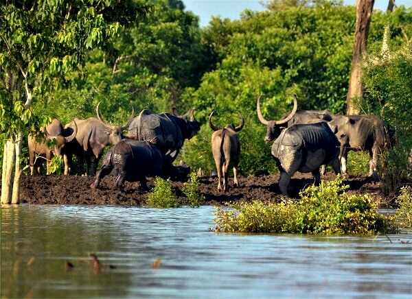 Kaziranga National Park