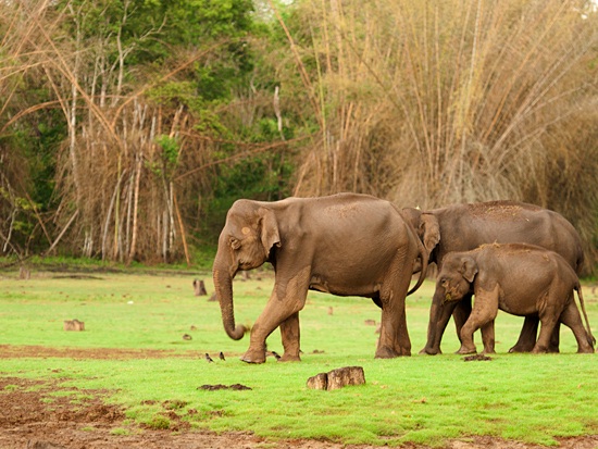 Nagarhole National Park