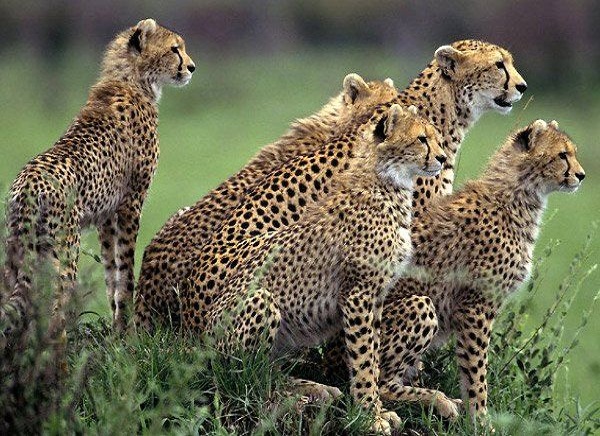 Pench National Park