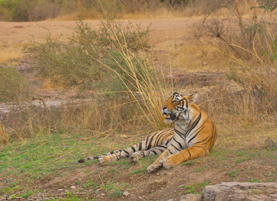 Ranthambore National Park