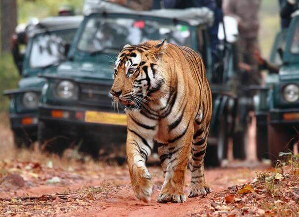 Ranthambore National Park