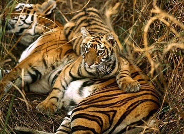 14 Days - East India WIldlife Tour