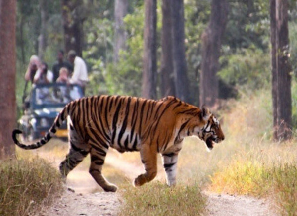 Tadoba National Park