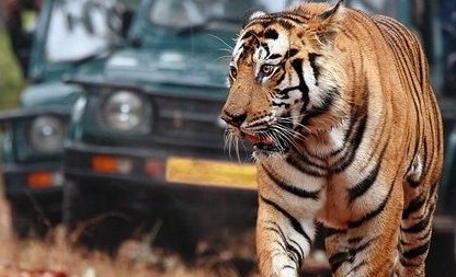 Ramthambore tour by Maharajas Express